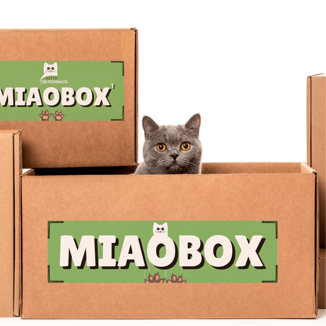 Gatto Con Personalità MIAOBOX 1 - Scelta da noi