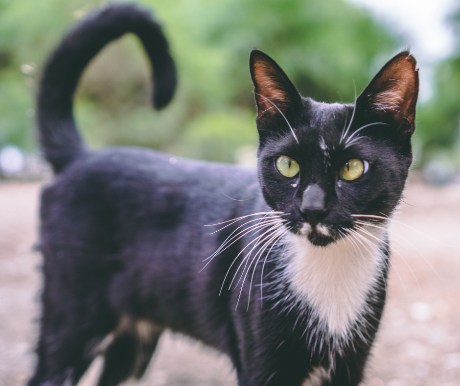 Coda del Gatto: Scopri 10 Significati Nei Movimenti - Gatto Con Personalità
