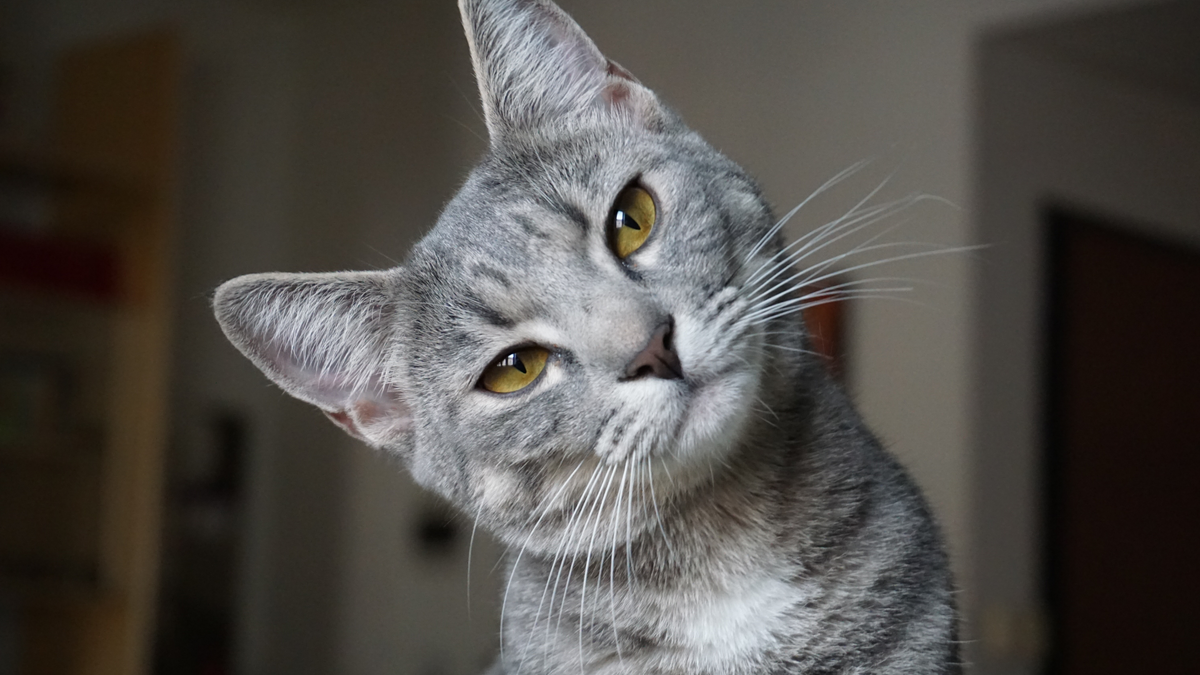 E tu che Gattara sei? Scopri il tuo profilo! – Gatto Con Personalità