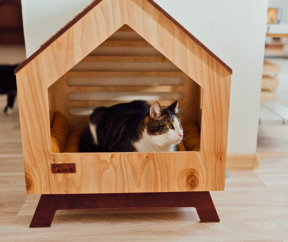 Arricchimento Ambientale per i Gatti - Gatto Con Personalità