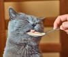 Cosa rende il cibo appetibile per i gatti?