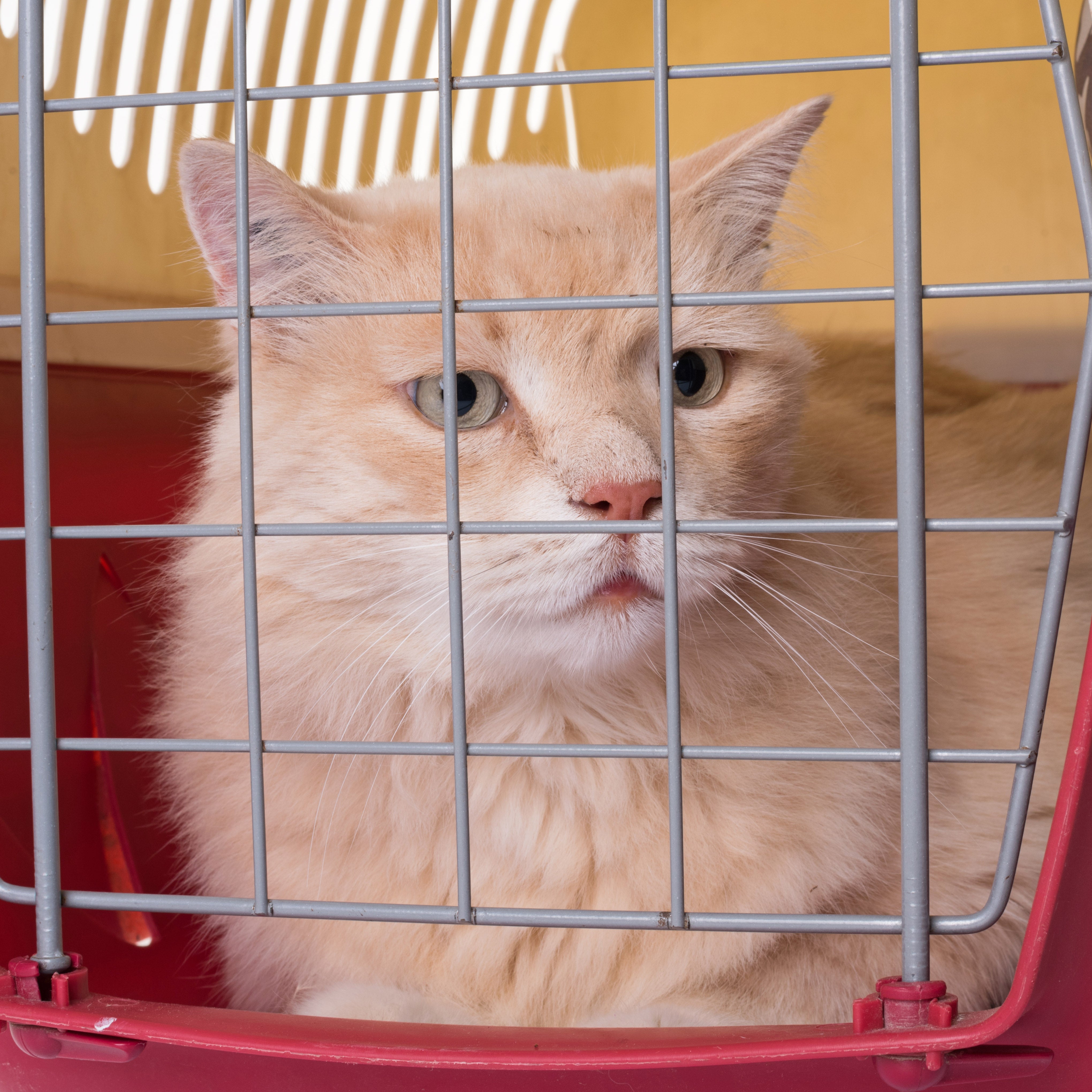 Come insegnare al tuo Gatto a stare nel trasportino senza stress. - Gatto  Con Personalità