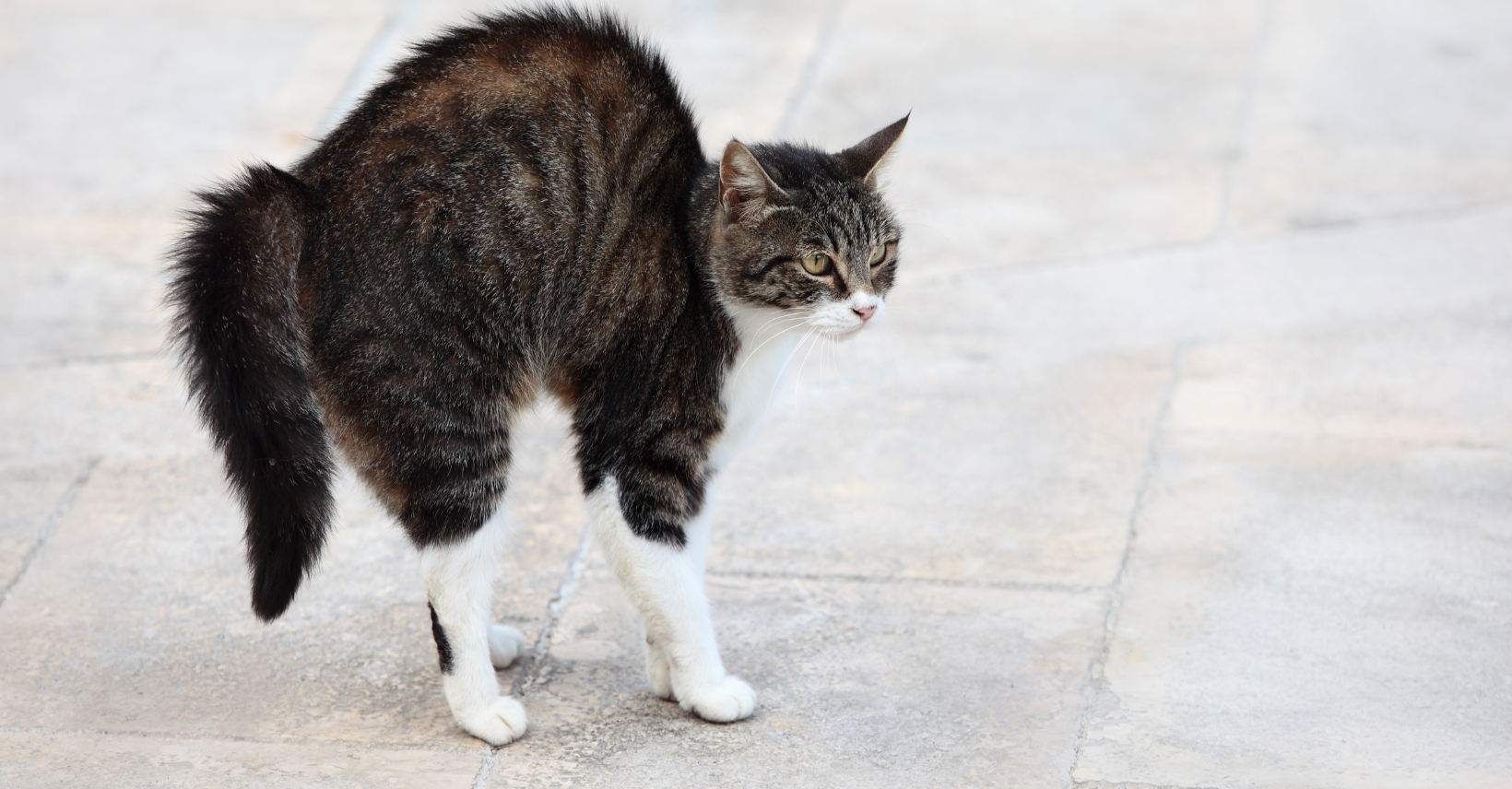 Gatto bianco carino si sente paura e sorpresa dell'aspirapolvere.