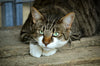 Gatti Tigrati: curiosità e caratteristiche