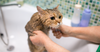 Lavare il Gatto: è necessario farlo? Vediamo come