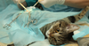 Sterilizzazione gatta: come funziona e quando serve