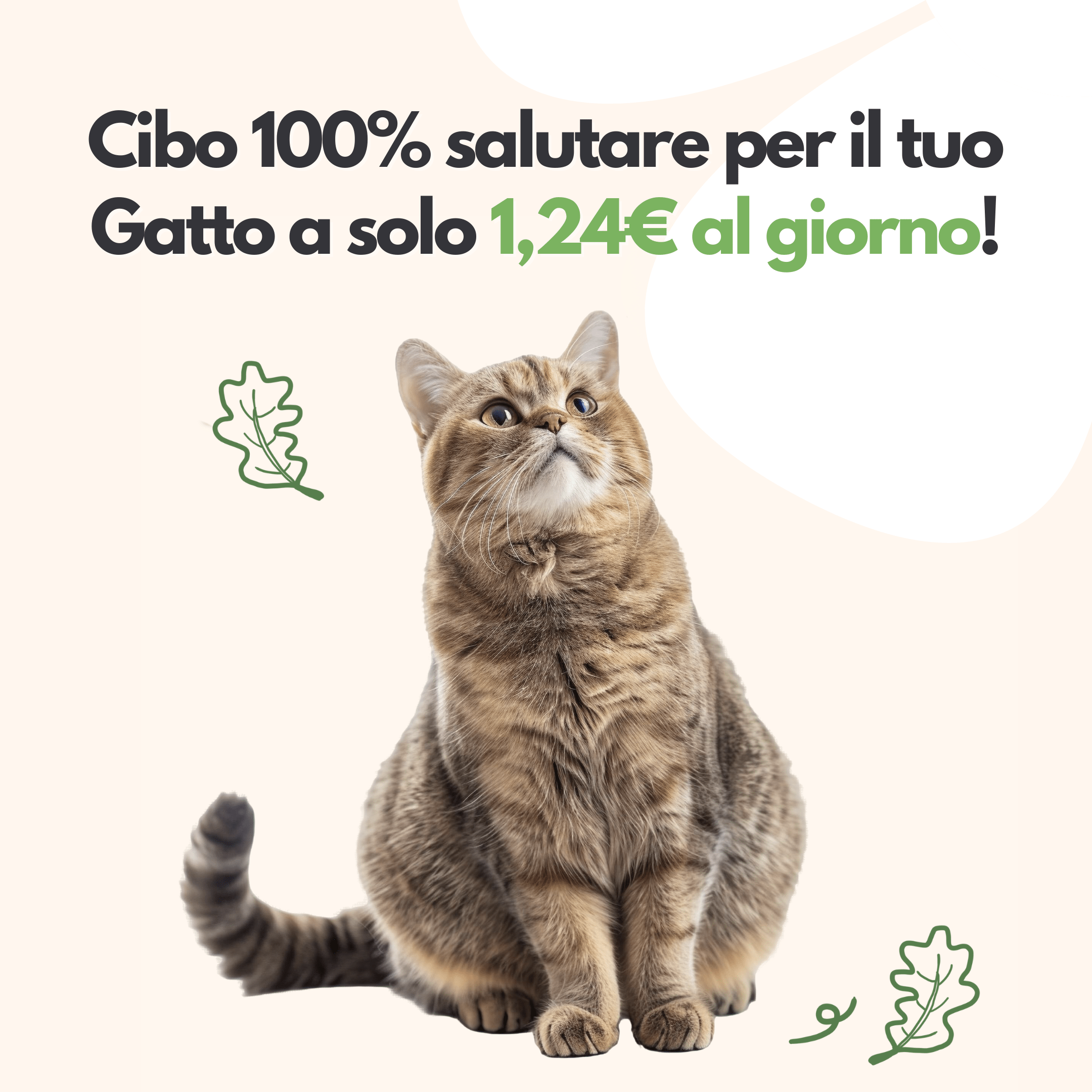 Gatto Con Personalità Box Prova Il Cibo di Beppo - Ricette Grain Free - Formulate senza grano e senza glutine - Alimento Completo