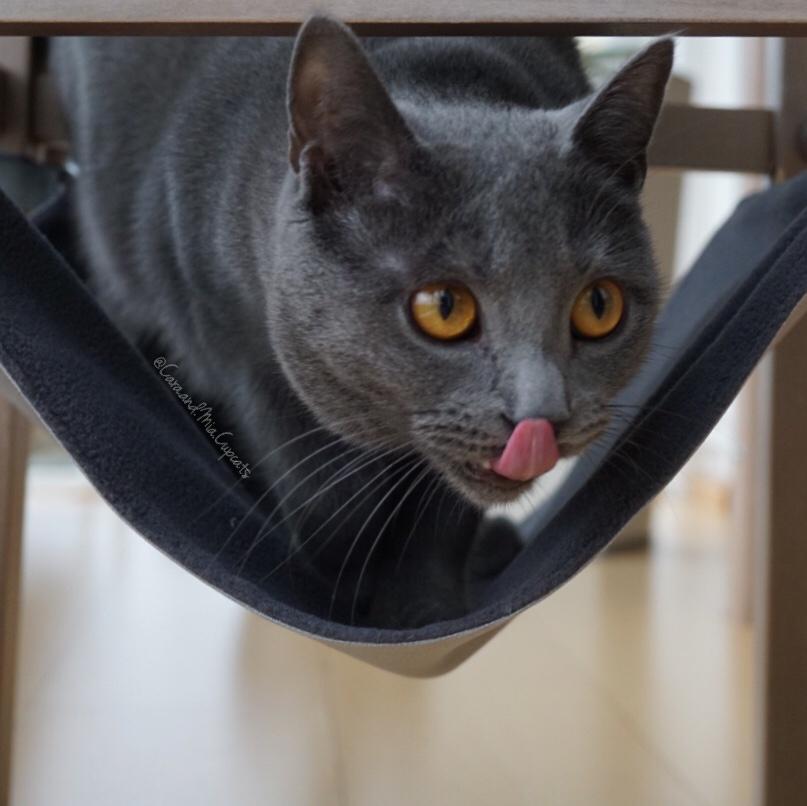 Gatto Con Personalità Amaca per Gatti Salva Spazio - Facile da montare sotto la sedia