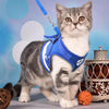 Gatto Con Personalità Blu / S - Gatti taglia Piccola - da 1,5 a 3 kg Pettorina e Guinzaglio Gatto Avventura - Sicura: Sempre al tuo Fianco