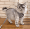 Gatto Con Personalità Grigio / S - Gatti taglia Piccola - da 1,5 a 3 kg Pettorina e Guinzaglio Gatto Avventura - Sicura: Sempre al tuo Fianco